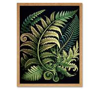 Artery8 Ernst Haeckel Style Fern Fronds Leaf Illustration Art Print Framed Poster Wall Decor 12x16 inch
