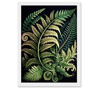 Artery8 Ernst Haeckel Style Fern Fronds Leaf Illustration Artwork Framed A3 Wall Art Print