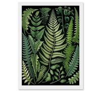 Artery8 Ernst Haeckel Style Fern Fronds Leaf Illustration Artwork Framed A3 Wall Art Print