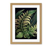 Artery8 Ernst Haeckel Style Fern Fronds Leaf Illustration Artwork Framed Wall Art Print 18X24 Inch