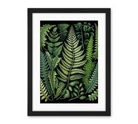 Artery8 Ernst Haeckel Style Fern Fronds Leaf Illustration Artwork Framed Wall Art Print 18X24 Inch