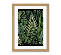 Artery8 Ernst Haeckel Style Fern Fronds Leaf Illustration Artwork Framed Wall Art Print 18X24 Inch