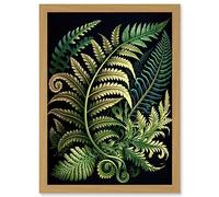 Artery8 Ernst Haeckel Style Fern Fronds Leaf Illustration Artwork Framed Wall Art Print A4