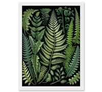 Artery8 Ernst Haeckel Style Fern Fronds Leaf Illustration Artwork Framed Wall Art Print A4