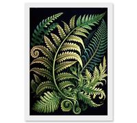 Artery8 Ernst Haeckel Style Fern Fronds Leaf Illustration Artwork Framed Wall Art Print A4