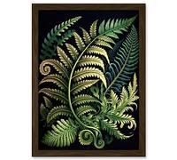 Artery8 Ernst Haeckel Style Fern Fronds Leaf Illustration Artwork Framed Wall Art Print A4 in Brown Artery8 Brown