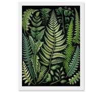 Artery8 Ernst Haeckel Style Fern Fronds Leaf Illustration Artwork Framed Wall Art Print A4