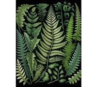 Artery8 Ernst Haeckel Style Fern Fronds Leaf Illustration Extra Large XL Wall Art Poster Print