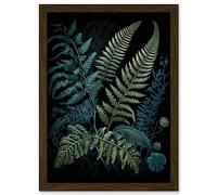Artery8 Ernst Haeckel Style Leaf Illustration Fern Fronds Artwork Framed Wall Art Print A4 in Brown Artery8 Brown