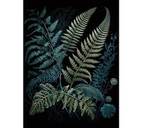Artery8 Ernst Haeckel Style Leaf Illustration Fern Fronds Extra Large XL Wall Art Poster Print