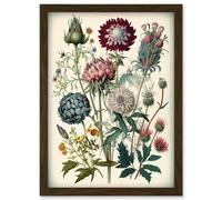 Artery8 Ernst Haeckel Style Vintage Botanical Plant Study Modern Watercolour Painting Illustration Artwork Framed Wall Art Print A4 in Brown Artery8 Brown