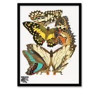 Artery8 Eugene Seguy Framed Wall Art Print Papillons Butterflies Illustration | Size: A4 Artery8 Multicolor A4