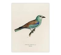 Artery8 European Roller Bird Unframed Wall Art Print Poster 12X16 Artwork By Von Wright : Natural History Bird Study Perfect For Office Or Lounge Adding Colour And Serene Elegance