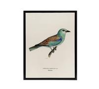 Artery8 European Roller Bird Von Wright Vintage Black Framed Canvas Wall Art in Beige | Size: W12" x H16" Artery8 Beige W12" x H16"