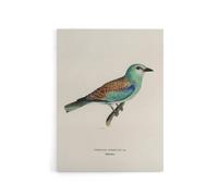 Artery8 European Roller Bird Von Wright Vintage Canvas Wall Art in Beige | Size: W12" x H16" Artery8 Beige W12" x H16"