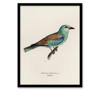 Artery8 European Roller Bird Von Wright Vintage Framed Wall Art Print in Beige | Size: A4 Artery8 Beige A4
