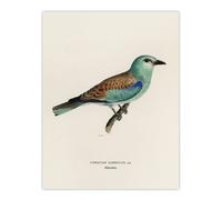 Artery8 European Roller Bird Von Wright Vintage Wall Art Print Poster in Beige | Size: W18" x H24" Artery8 Beige W18" x H24"
