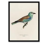 Artery8 European Roller Bird Wall Art Print Framed Poster 12x16 inch Artwork By Von Wright : Natural History Bird Study Perfect For Office Or Lounge Adding Colour And Serene Elegance