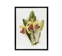 Artery8 F Sander Cattleya Dowiana Var Chrysotoxum Orchid Framed Canvas Art in White | Size: W18" x H24" Artery8 White W18" x H24"