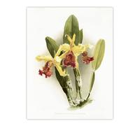 Artery8 F Sander Cattleya Dowiana Var Chrysotoxum Orchid Wall Art Print in White | Size: W18" x H24" Artery8 White W18" x H24"
