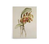 Artery8 F Sander Cattleya Granulosa Var Schofieldiana Orchid Canvas Art Print in White | Size: W18" x H24" Artery8 White W18" x H24"
