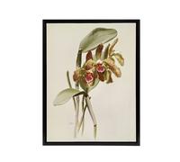 Artery8 F Sander Cattleya Granulosa Var Schofieldiana Orchid Framed Canvas Art in White | Size: W18" x H24" Artery8 White W18" x H24"