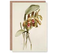 Artery8 F Sander Cattleya Granulosa Var Schofieldiana Orchid Personalised Art Greeting Card