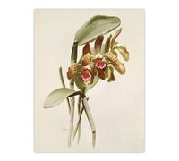 Artery8 F Sander Cattleya Granulosa Var Schofieldiana Orchid Wall Art Print in White | Size: W18" x H24" Artery8 White W18" x H24"