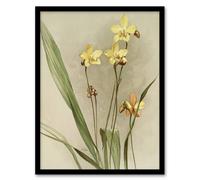 Artery8 F Sander Spathoglottis Kimballiana Orchid Flowers Framed Art Print | Size: A4 Artery8 Multicolor A4