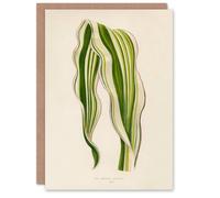 Artery8 Fawcett Art Card Vintage Botanical Striped Maize Corn Leaf in Beige Artery8 Beige