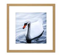 Artery8 Feifei Mute Swan Lake Bird Photo 8X8 Inch Square Wooden Framed Wall Art Print Picture with Mount in Light Oak Artery8 Light Oak