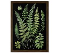 Artery8 Fern Fronds Detailed Leaves Botanical Illustration Artwork Framed A3 Wall Art Print