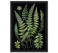 Artery8 Fern Fronds Detailed Leaves Botanical Illustration Artwork Framed A3 Wall Art Print