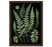Artery8 Fern Fronds Detailed Leaves Botanical Illustration Artwork Framed Wall Art Print A4