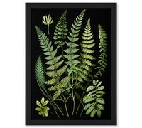Artery8 Fern Fronds Detailed Leaves Botanical Illustration Artwork Framed Wall Art Print A4