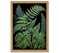 Artery8 Fern Fronds Ernst Haeckel Style Dark Illustration Artwork Framed A3 Wall Art Print