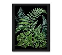 Artery8 Fern Fronds Ernst Haeckel Style Dark Illustration Artwork Framed Wall Art Print 18X24 Inch