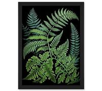 Artery8 Fern Fronds Ernst Haeckel Style Dark Illustration Artwork Framed Wall Art Print A4