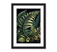 Artery8 Fern Fronds Ernst Haeckel Style Leaf Illustration Artwork Framed Wall Art Print 18X24 Inch