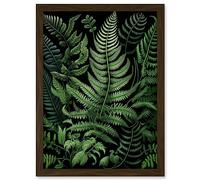 Artery8 Fern Fronds Illustration Ernst Haeckel Style Artwork Framed A3 Wall Art Print
