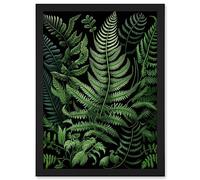 Artery8 Fern Fronds Illustration Ernst Haeckel Style Artwork Framed A3 Wall Art Print