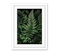 Artery8 Fern Fronds Illustration Ernst Haeckel Style Artwork Framed Wall Art Print 18X24 Inch