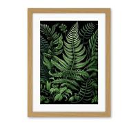 Artery8 Fern Fronds Illustration Ernst Haeckel Style Artwork Framed Wall Art Print 18X24 Inch