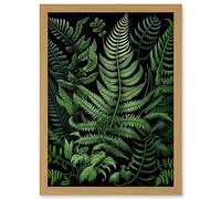 Artery8 Fern Fronds Illustration Ernst Haeckel Style Artwork Framed Wall Art Print A4
