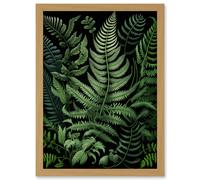 Artery8 Fern Fronds Illustration Ernst Haeckel Style Artwork Framed Wall Art Print A4 in Light Oak Artery8 Light Oak