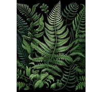 Artery8 Fern Fronds Illustration Ernst Haeckel Style Extra Large XL Wall Art Poster Print