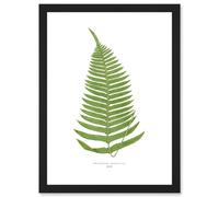 Wee Blue Coo Fern Polypodium Catharinae Nature Plant Life Botanical Artwork Framed Wall Art Print A4