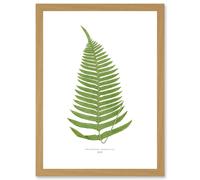 Wee Blue Coo Fern Polypodium Catharinae Nature Plant Life Botanical Artwork Framed Wall Art Print A4