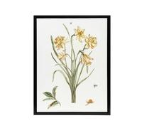 Artery8 Five Daffodils Vintage Illustration Teyler Black Framed Canvas Art in White | Size: W24" x H32" Artery8 White W24" x H32"