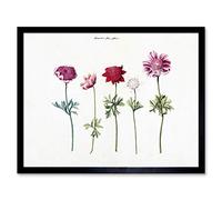 Artery8 Five Studies Of Anemones Pretty Flowers Drawing Art Print Framed Poster Wall Decor 12x16 inch